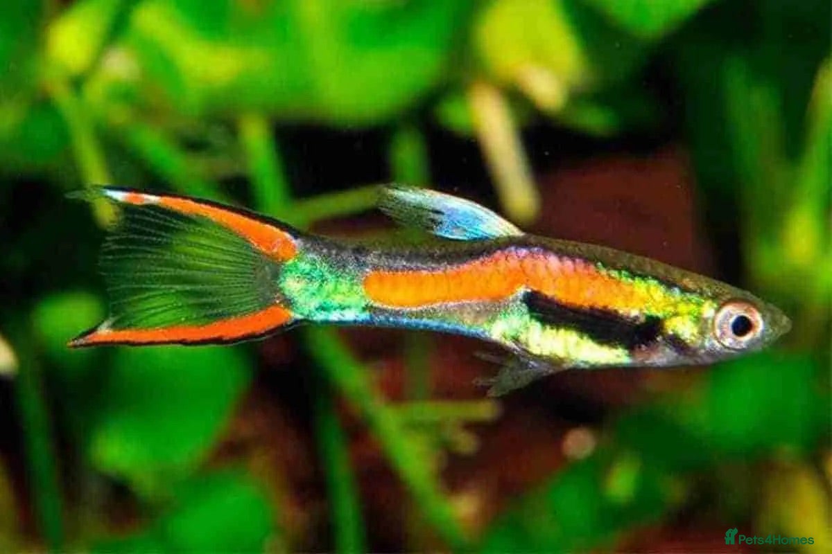 Live Bearers fish Endler Guppies,Guppies, snails and aquarium plants - Advert 2