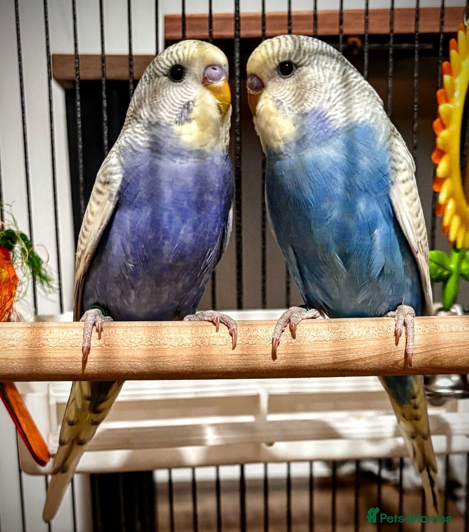 Budgerigars birds BABY BUDGIES WITH CAGE & ACCESSORIES – £60 ONO 🐦 - Advert 1