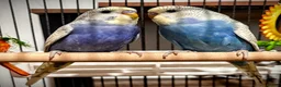 Budgerigars birds for sale: BABY BUDGIES WITH CAGE & ACCESSORIES – £60 ONO 🐦 in Telford - Advert 1