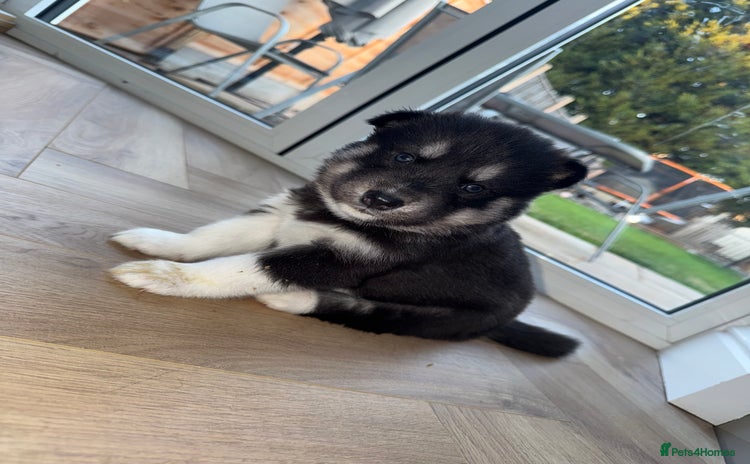 Siberian Husky dogs - Advert 3