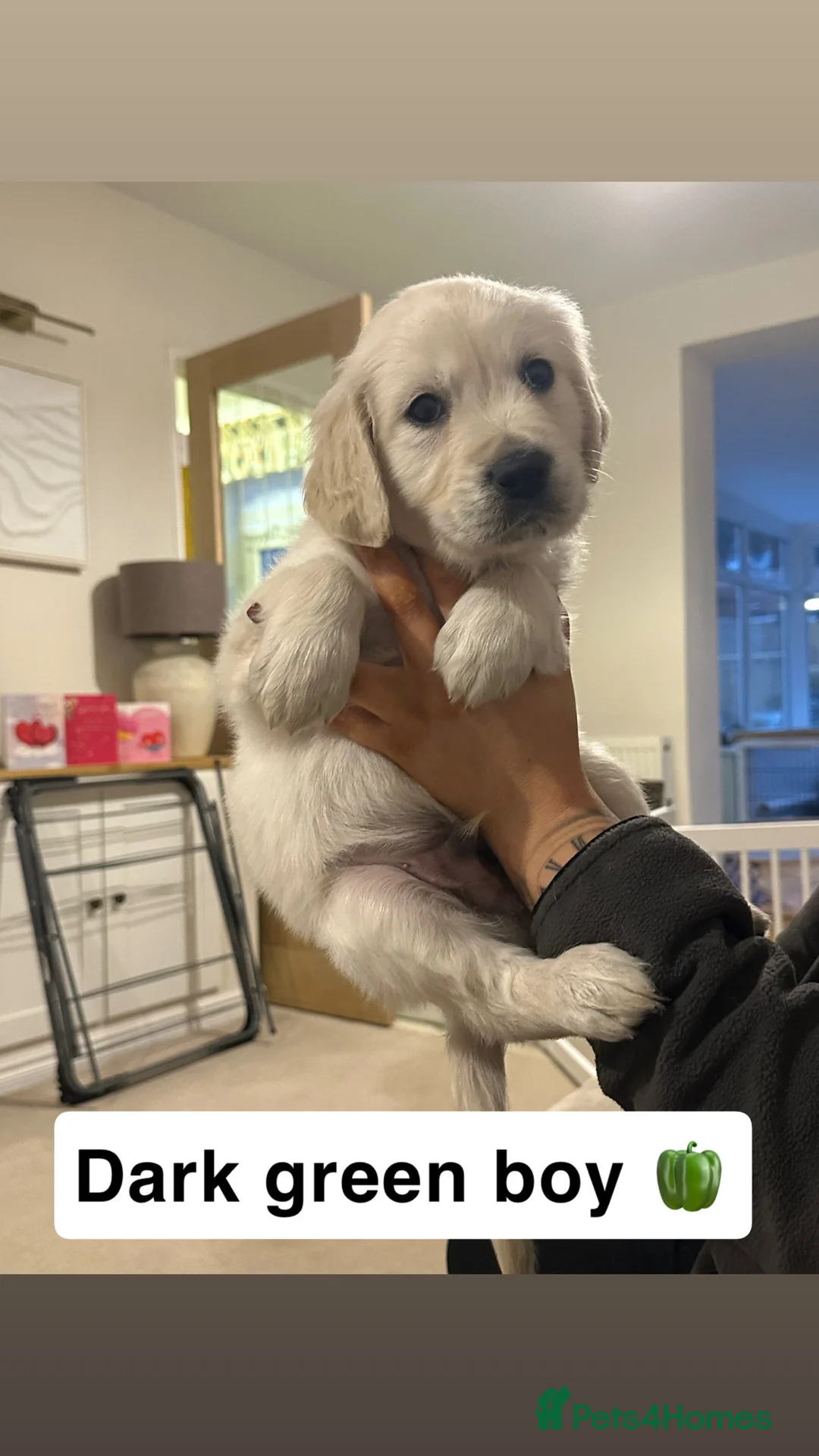 Golden Retriever dogs for sale: Beautiful kc reg cream golden retriever puppies - Advert 2