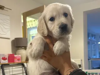 Golden Retriever dogs Beautiful kc reg cream golden retriever puppies - Advert 5