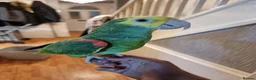 Parrots birds for sale: Double yellow headed amazon - Advert 14