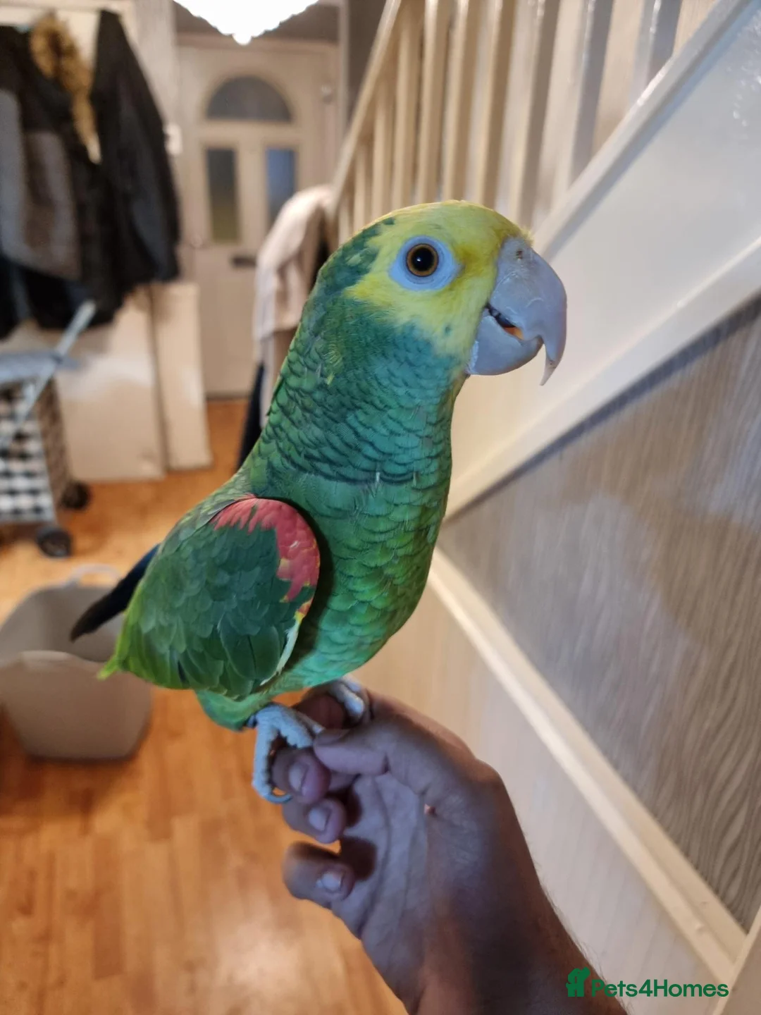 Parrots birds for sale: Double yellow headed amazon - Advert 14