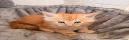 Maine Coon cats for sale: Maine coon babies ready to reserve  - Advert 6