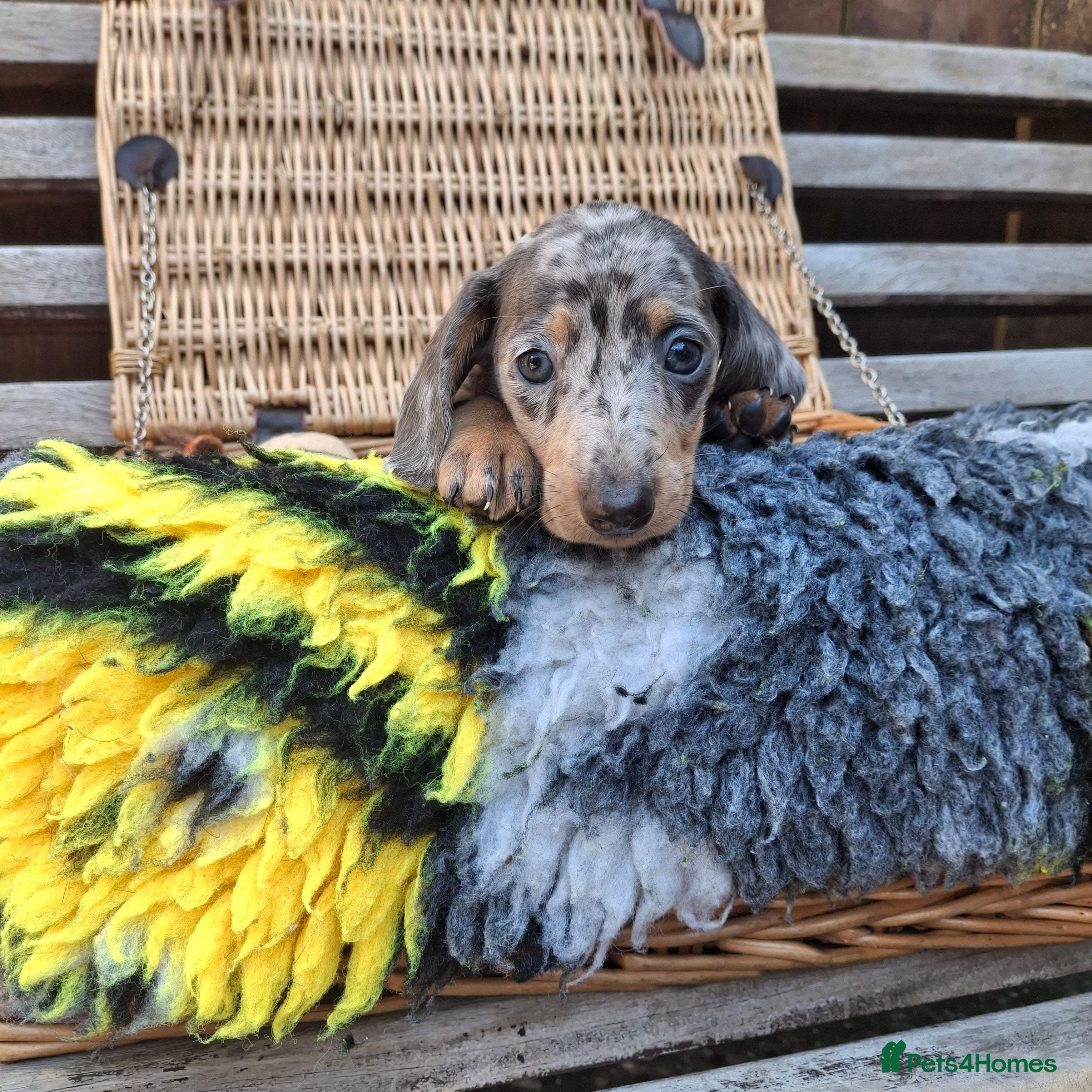 Dachshund dogs Minature Dachshund pups - Advert 2