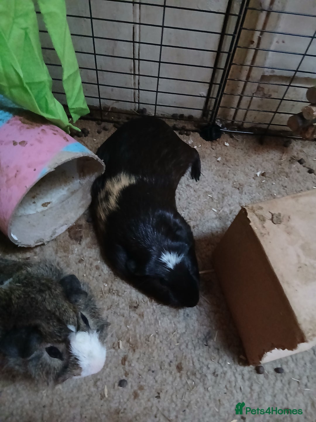Guinea Pig rodents for sale: 2 bonded male guinea pigs for sale  - Image 2