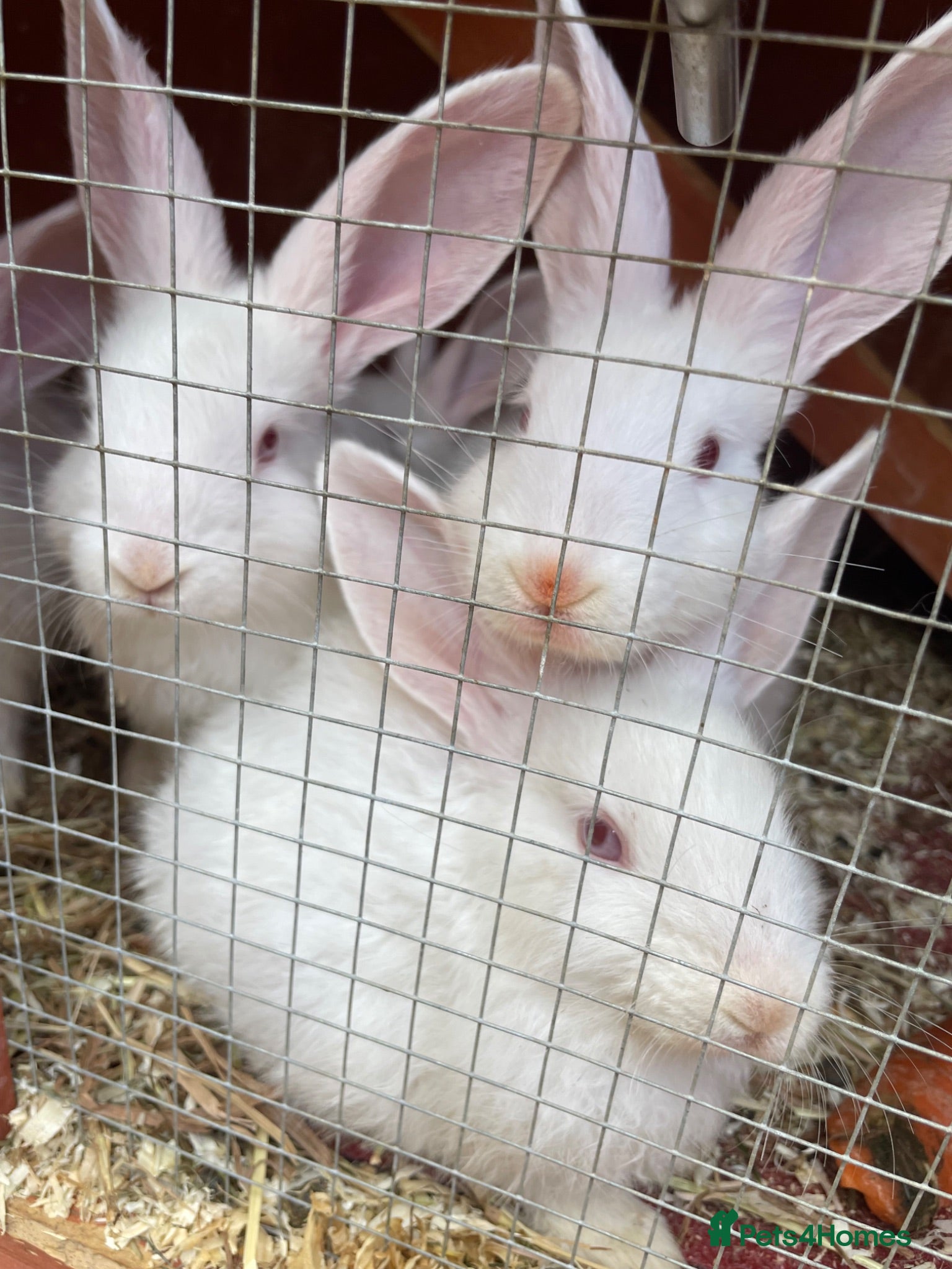 New Zealand rabbits White Albino New Zealand’s for sale  - Advert 1
