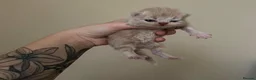 Persian cats for sale: Little Clouds of Softness–Persian Kittens for Sale in Norwich - Advert 9