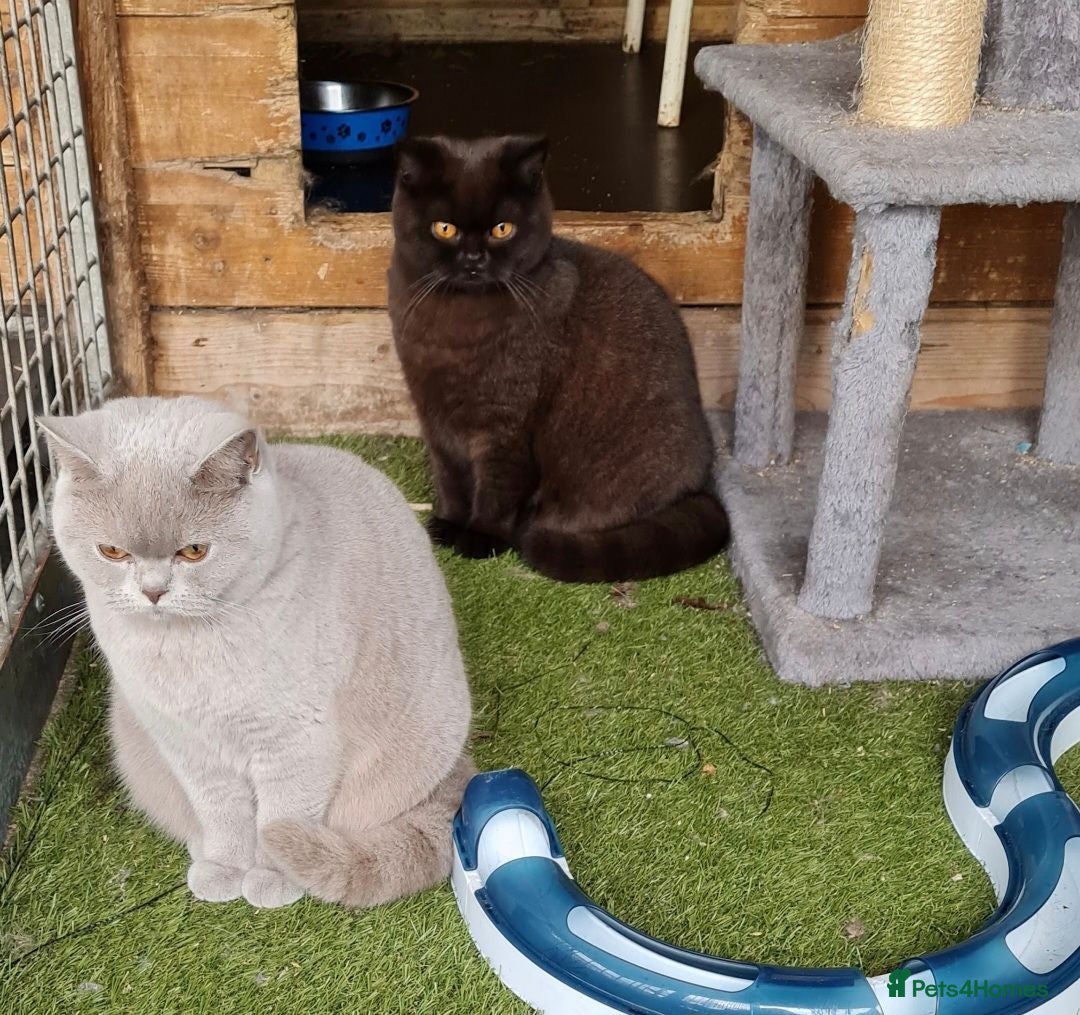 British Shorthair cats British Shorthaired females - Advert 1