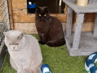 British Shorthair cats British Shorthaired females - Advert 2