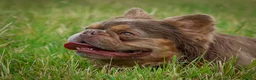 French Bulldog dogs for stud: Lovely Fluffy Boy- Newshade stud  - Advert 9