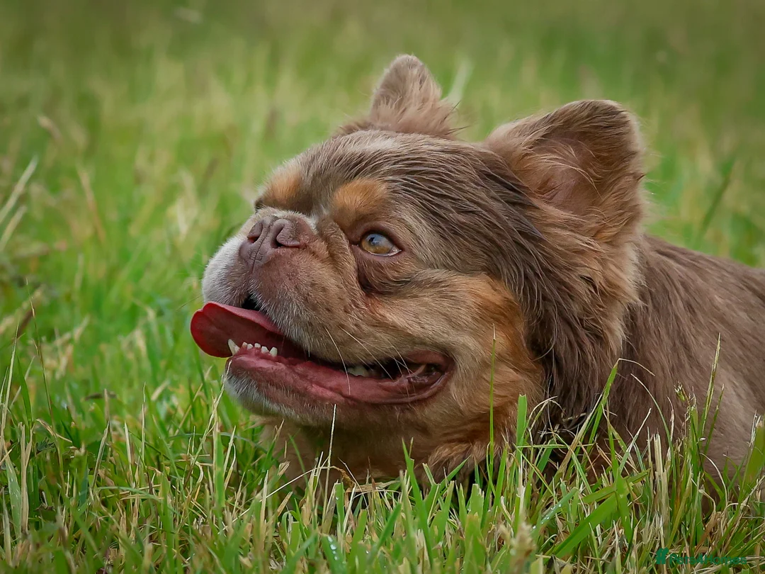 French Bulldog dogs for stud: Lovely Fluffy Boy- Newshade stud  - Advert 9