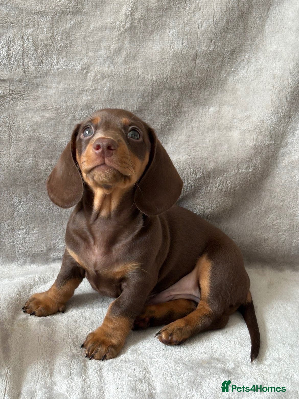 Miniature Dachshund dogs Chocolate and tan short haired mini dachshund  - Advert 2