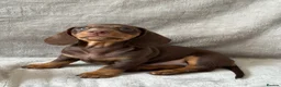 Miniature Dachshund dogs for sale: Chocolate and tan short haired mini dachshund  - Advert 2