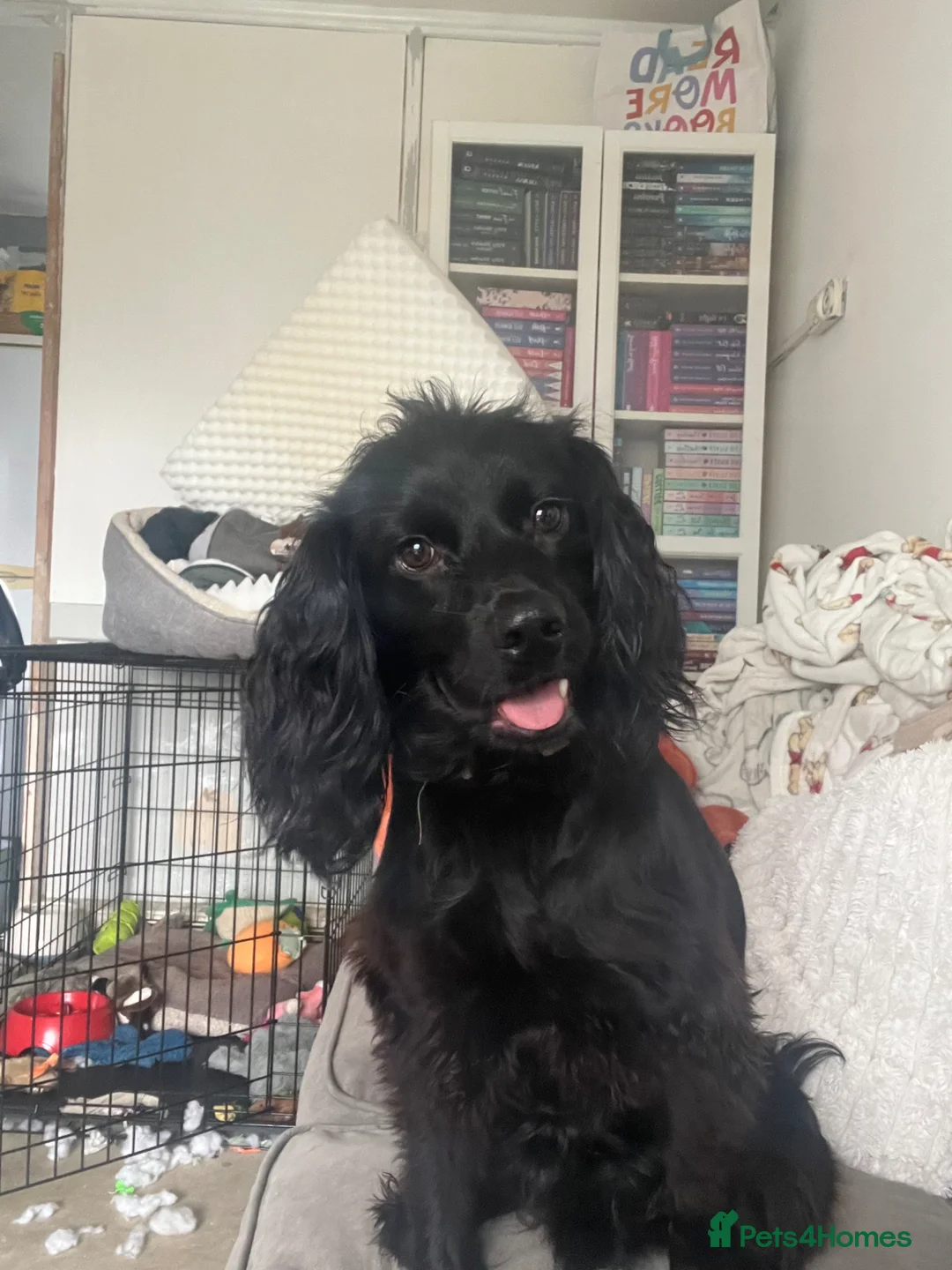 Cocker Spaniel dogs for sale: 11 month old, male Cocker Spaniel in Coventry - Advert 2