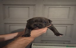 Staffordshire Bull Terrier dogs for sale: Staffordshire Bull Terrier Puppies - Image 21