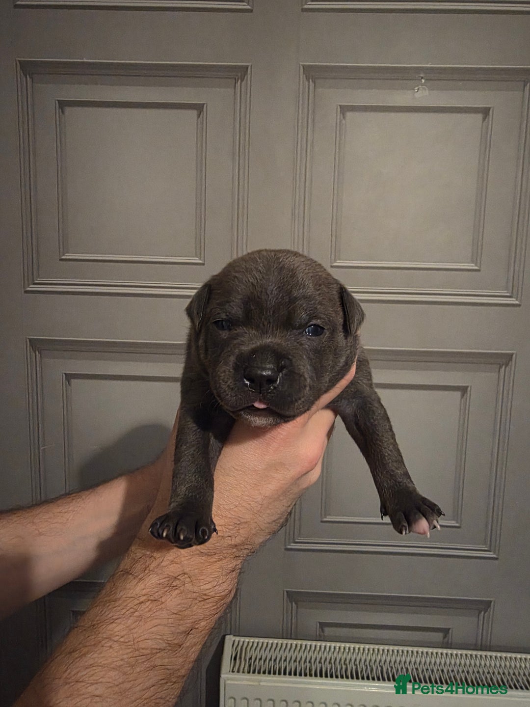 Staffordshire Bull Terrier dogs for sale: Staffordshire Bull Terrier Puppies - Image 21