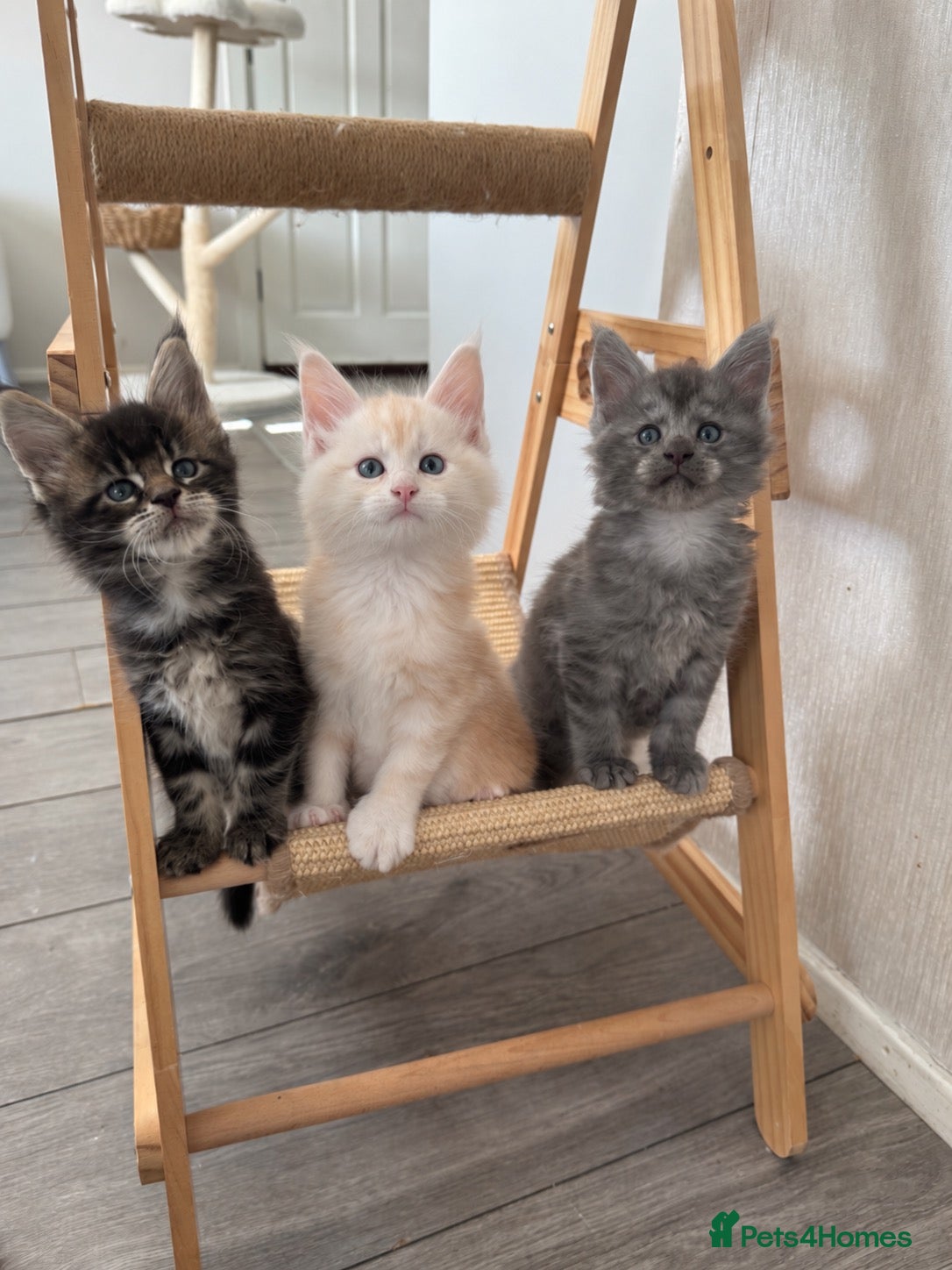 Maine Coon cats 🌟🌟 Amazing Kittens Maine Coon 🌟🌟 - Advert 5