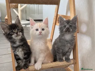 Maine Coon cats 🌟🌟 Amazing Kittens Maine Coon 🌟🌟 - Advert 5