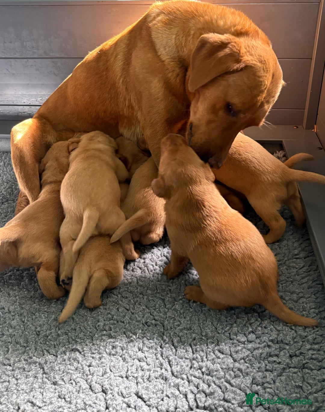Labrador Retriever dogs for sale: Beautiful KC Fox Red Pups. 0/0 hip/elbow mum & dad - Image 21