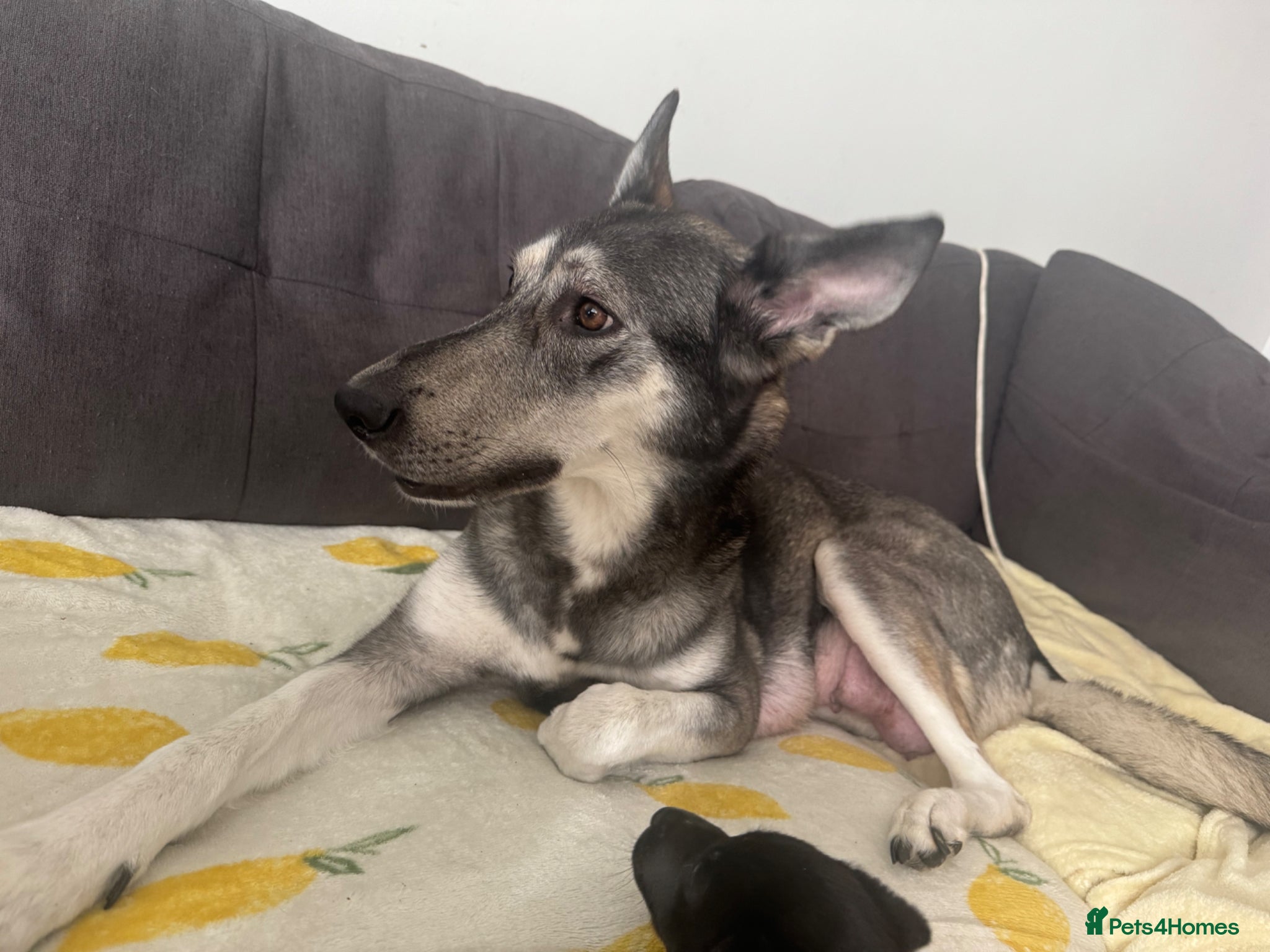 Mixed Breed dogs Mixed breed puppies - Advert 4