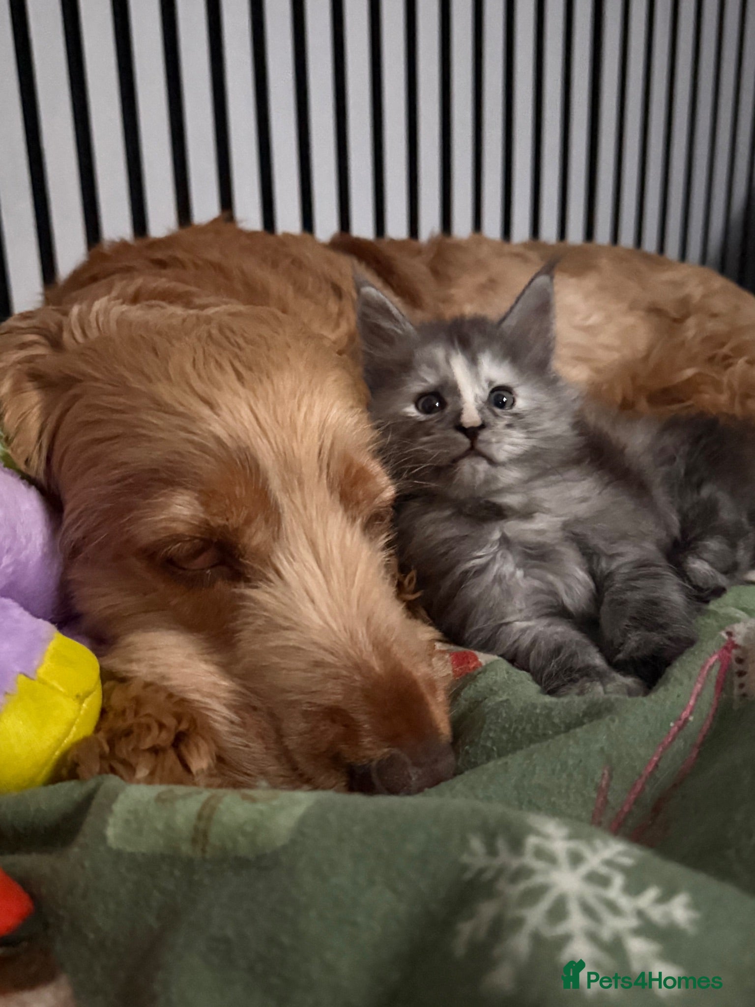 Maine Coon cats Beautiful Black smoke Tortie Female - Advert 1