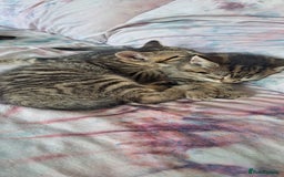 Mixed Breed cats for sale: Bengal mix kittens 😸 ♥️  - Image 3