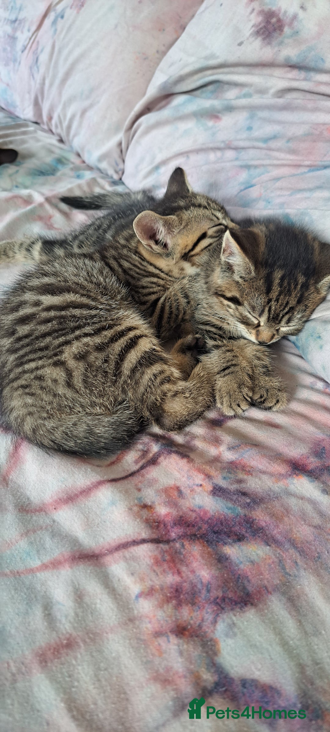 Mixed Breed cats for sale: Bengal mix kittens 😸 ♥️  - Image 3