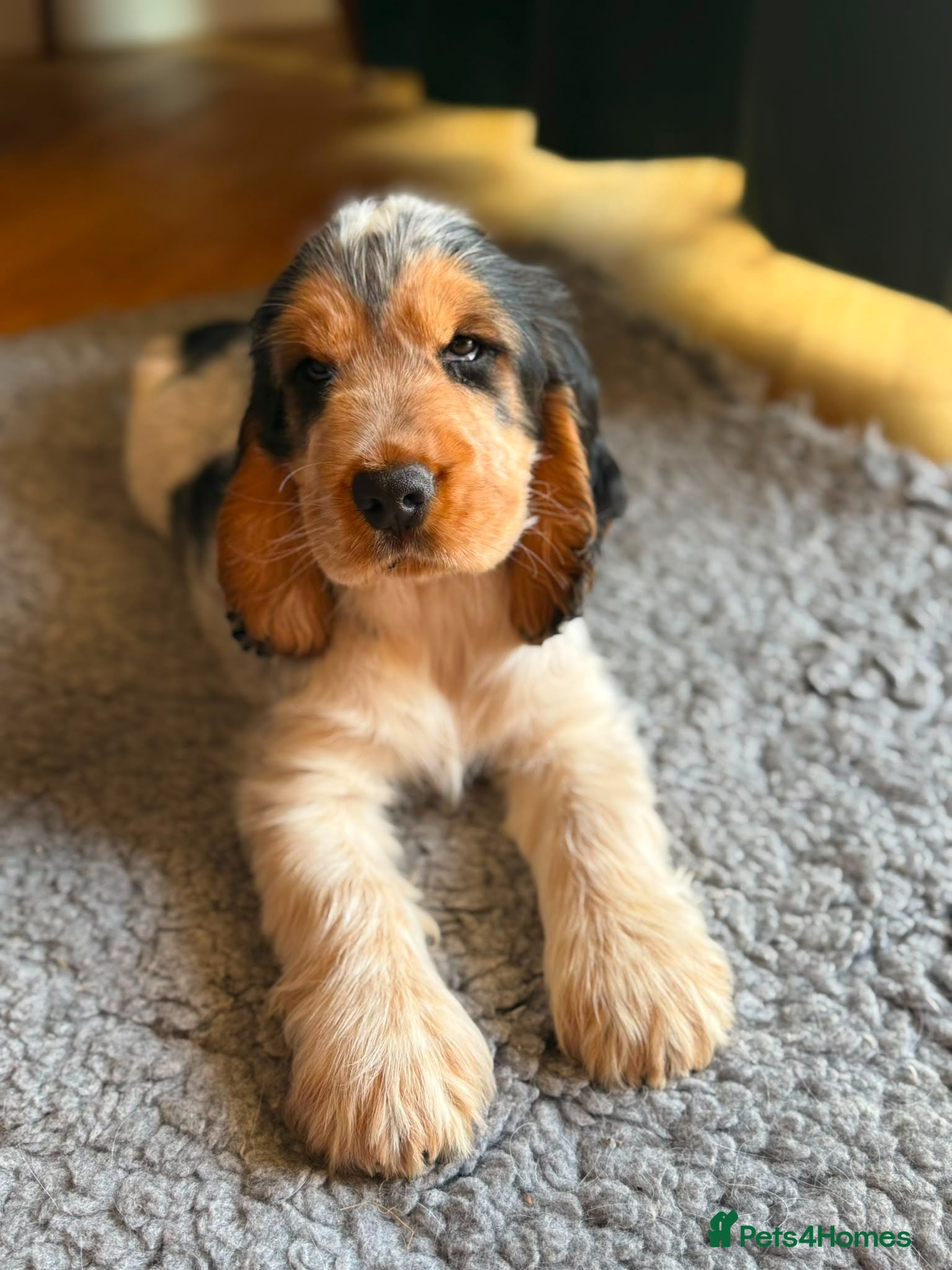 Cocker Spaniel dogs Gorgeous show Cockers - *1 boy left* - Advert 1