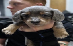 Miniature Dachshund dogs for sale: Long haired miniature dachshund  - Image 16