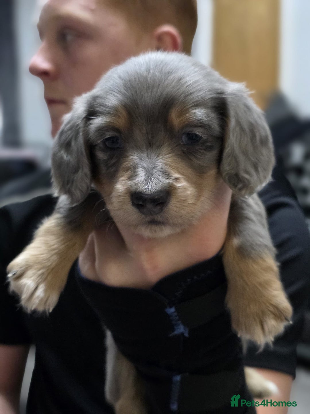 Miniature Dachshund dogs for sale: Long haired miniature dachshund  - Image 16