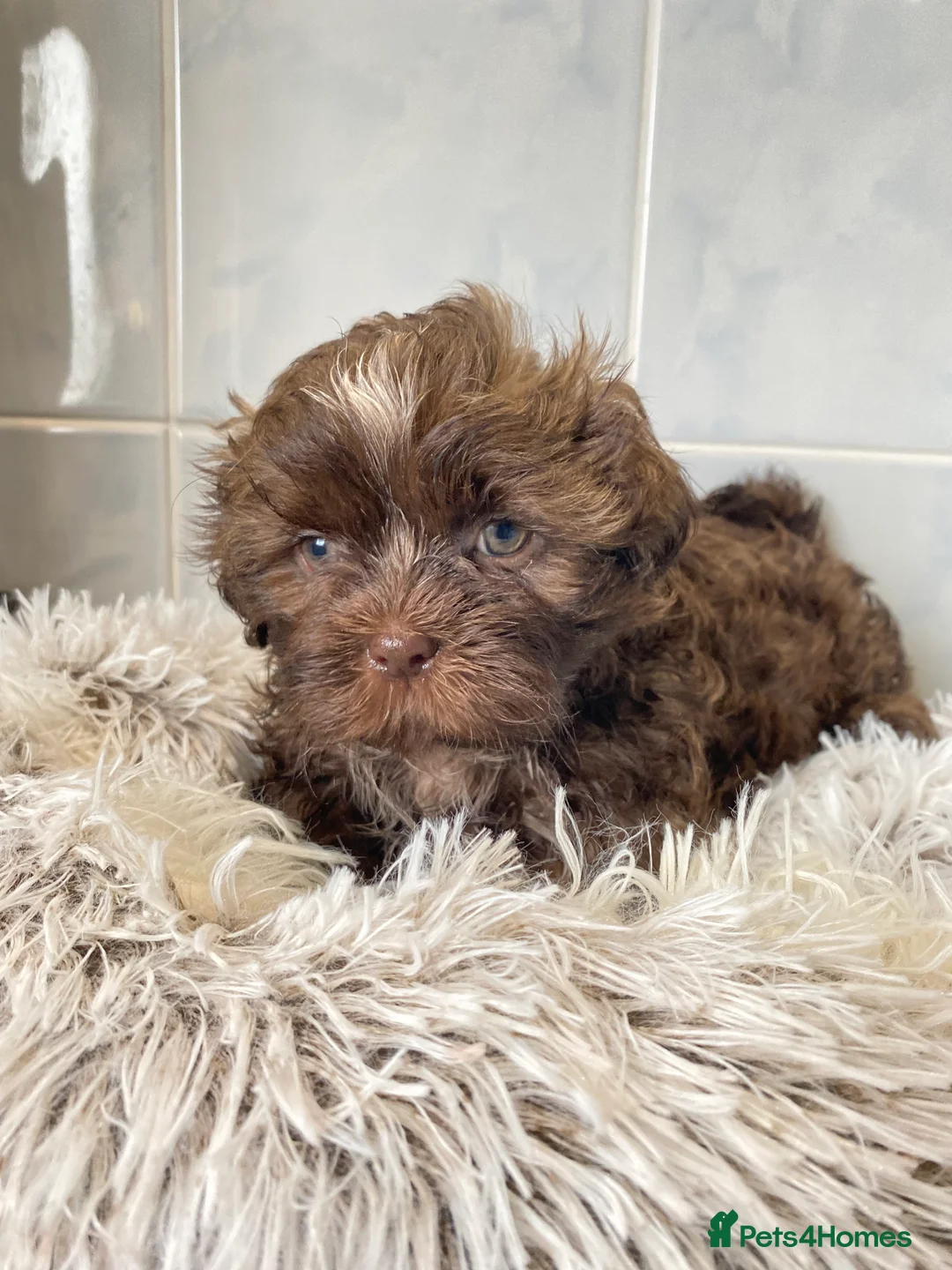 Shih Tzu dogs for sale: 💙3 shihtzu boys available now💙 - Advert 3