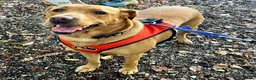 Labrador Retriever dogs for sale: Home needed for a 5 year old female Labrador  - Advert 6