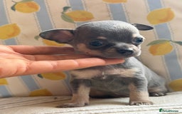 Chihuahua dogs for sale: Outstanding BLUE/TAN & LILAC/TAN puppies  - Image 7