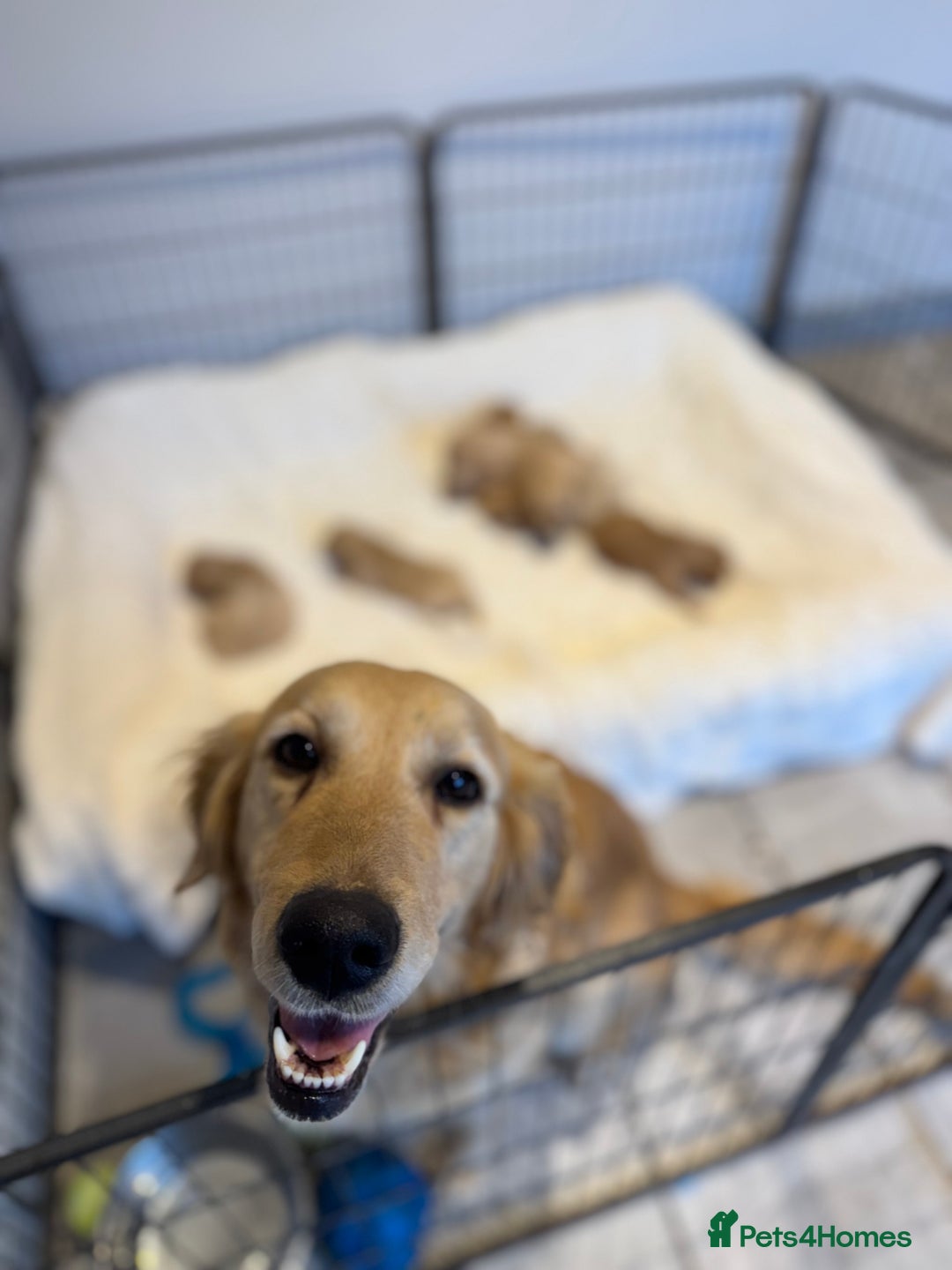 Golden Retriever dogs for sale: Gorgeous KC Golden retrievers  - Advert 6