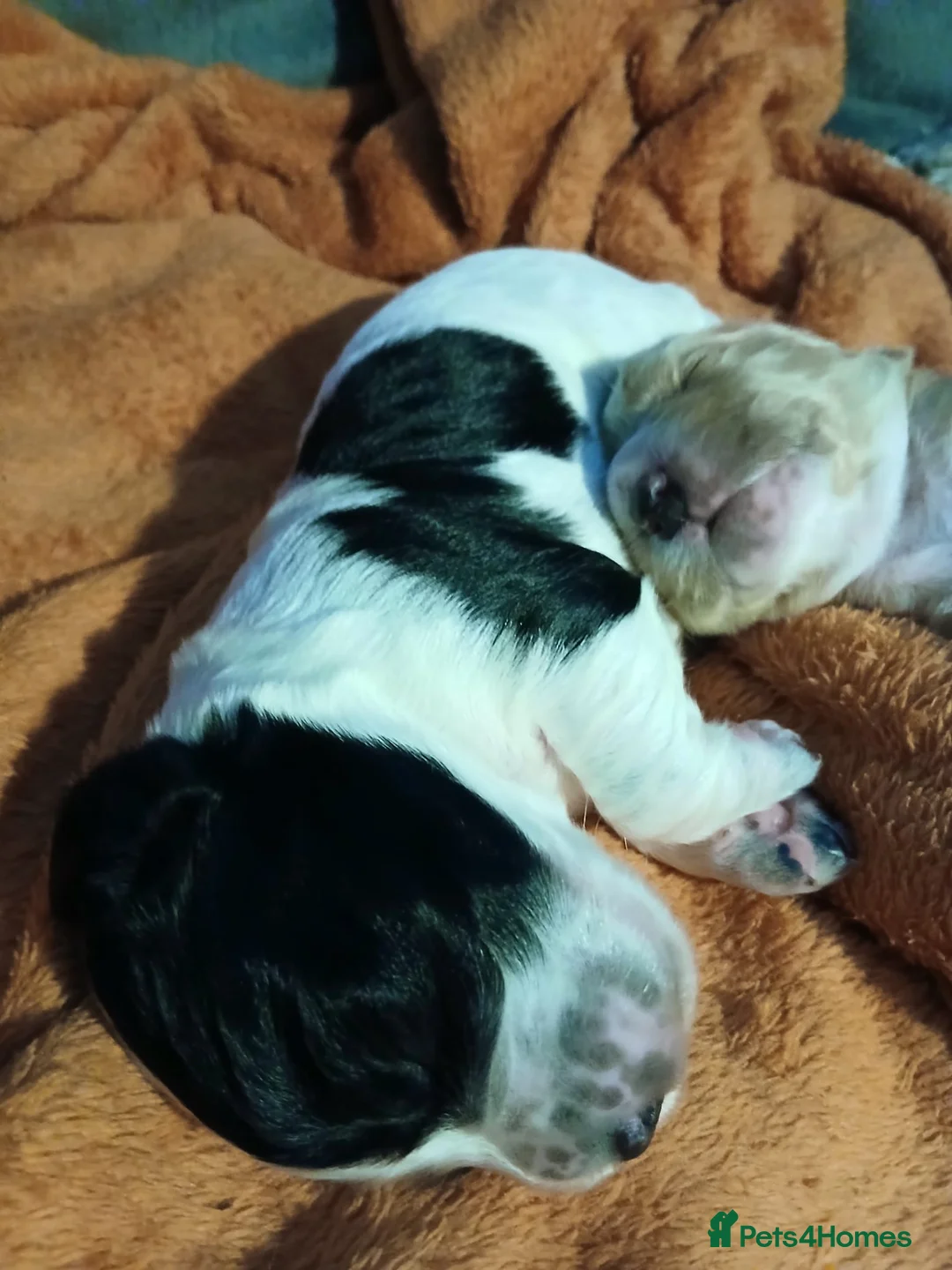 Cocker Spaniel dogs for sale: Cocker Spaniel Puppies (available for veiwing) - Advert 33