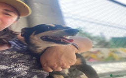 Mixed Breed dogs for adoption: Margot, 10+ yrs. Available for adoption  - Image 6