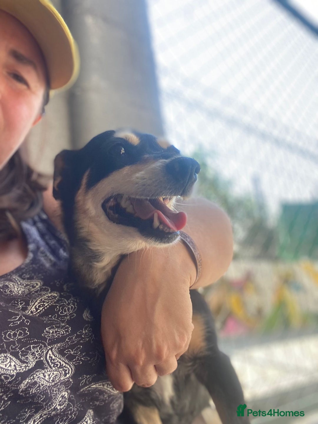 Mixed Breed dogs for adoption: Margot, 10+ yrs. Available for adoption  - Image 6