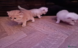 British Shorthair cats for sale: Rare Registered British Shorthair Chinchila Kitten - Image 16