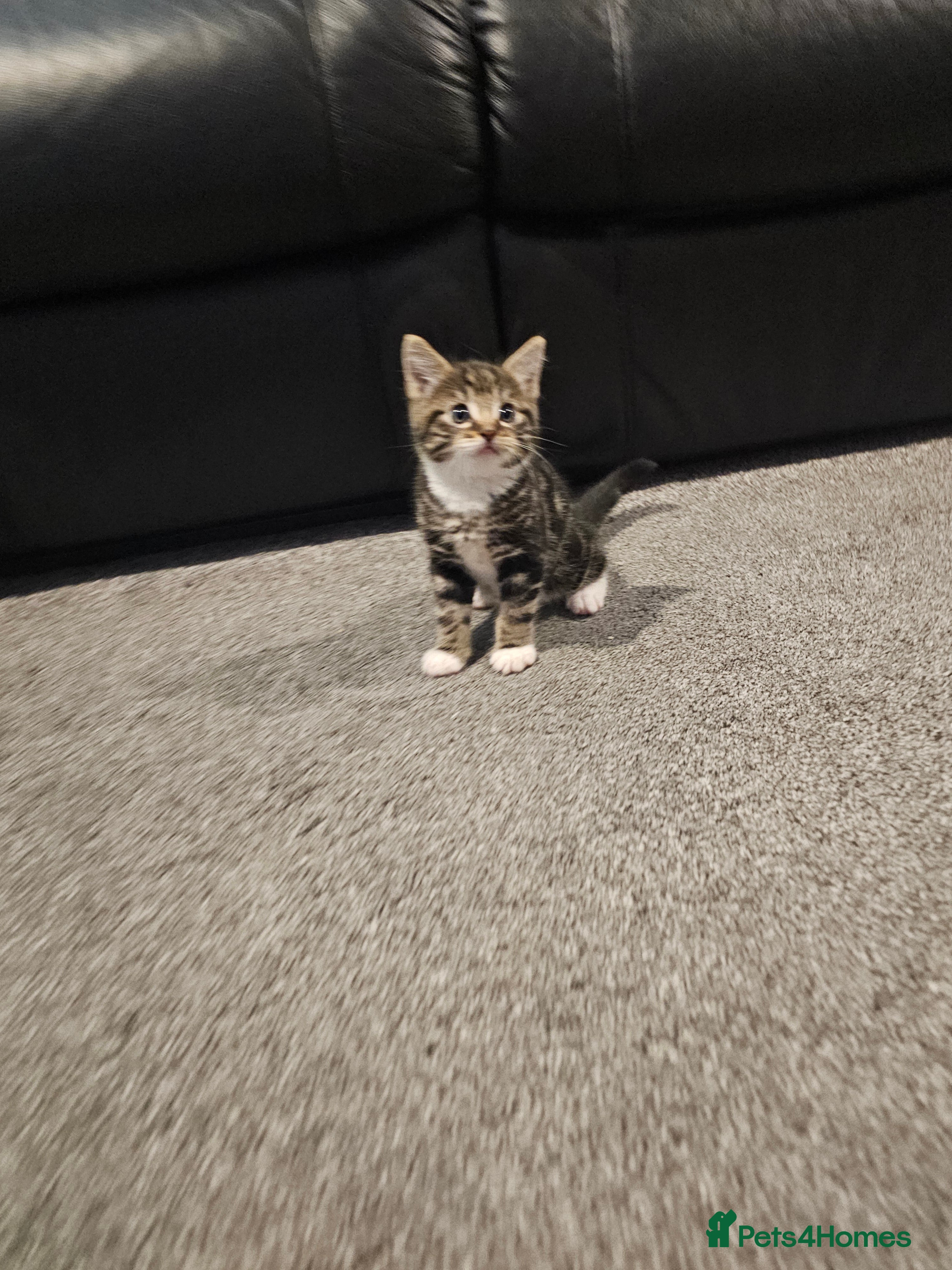 Mixed Breed cats Female tabby kitten  - Advert 1