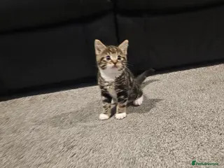 Mixed Breed cats Female tabby kitten - Advert 1