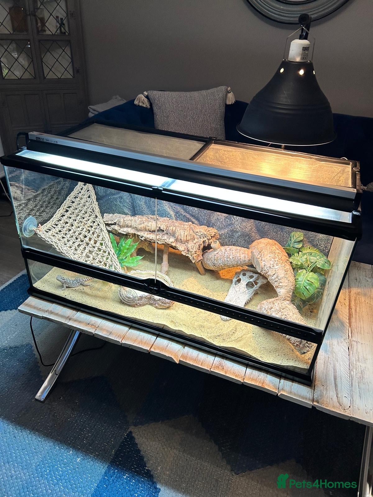 Dragon reptiles Rankins Dragon with full Set Up -£250 - Advert 11