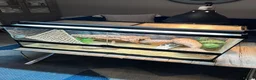 Dragon reptiles for sale: Rankins Dragon with full Set Up -£250 in Spalding - Advert 1