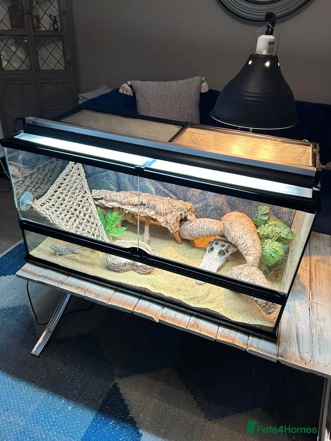 Dragon reptiles for sale: Rankins Dragon with full Set Up -£250 in Spalding - Advert 1