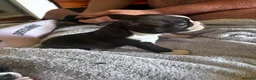 Boston Terrier dogs for sale: Gorgeous Boston terrier pups  - Advert 10
