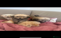 Pomapoo dogs for sale: Beautiful, Pomapoo puppies - Image 10