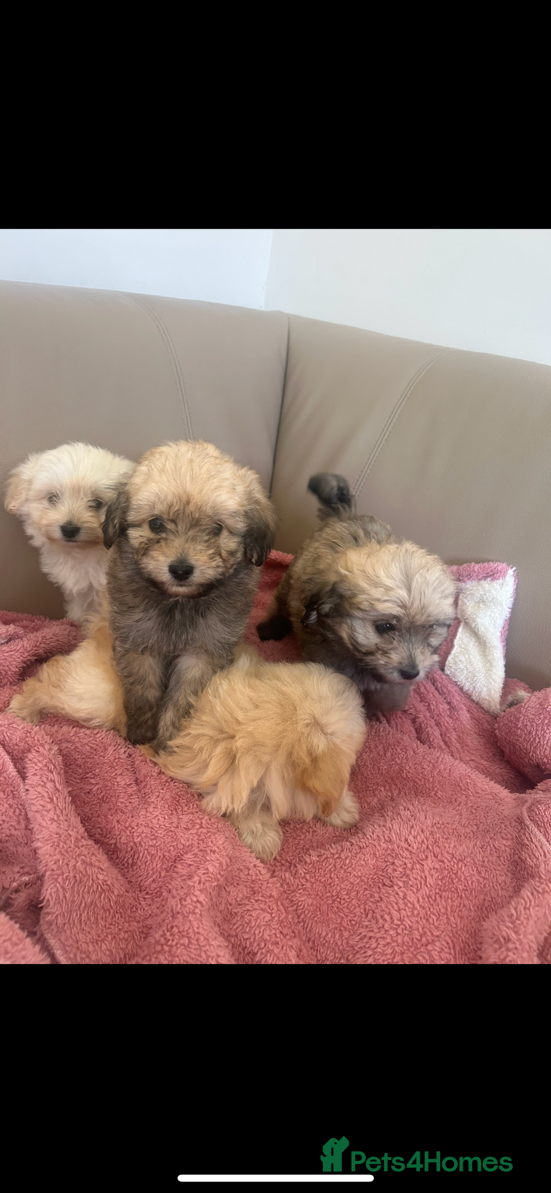 Pomapoo dogs for sale: Beautiful, Pomapoo puppies - Image 10