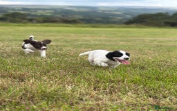 English Springer Spaniel dogs for sale: Stunning DNA Clear KC Springer Spaniel Puppies  - Image 10