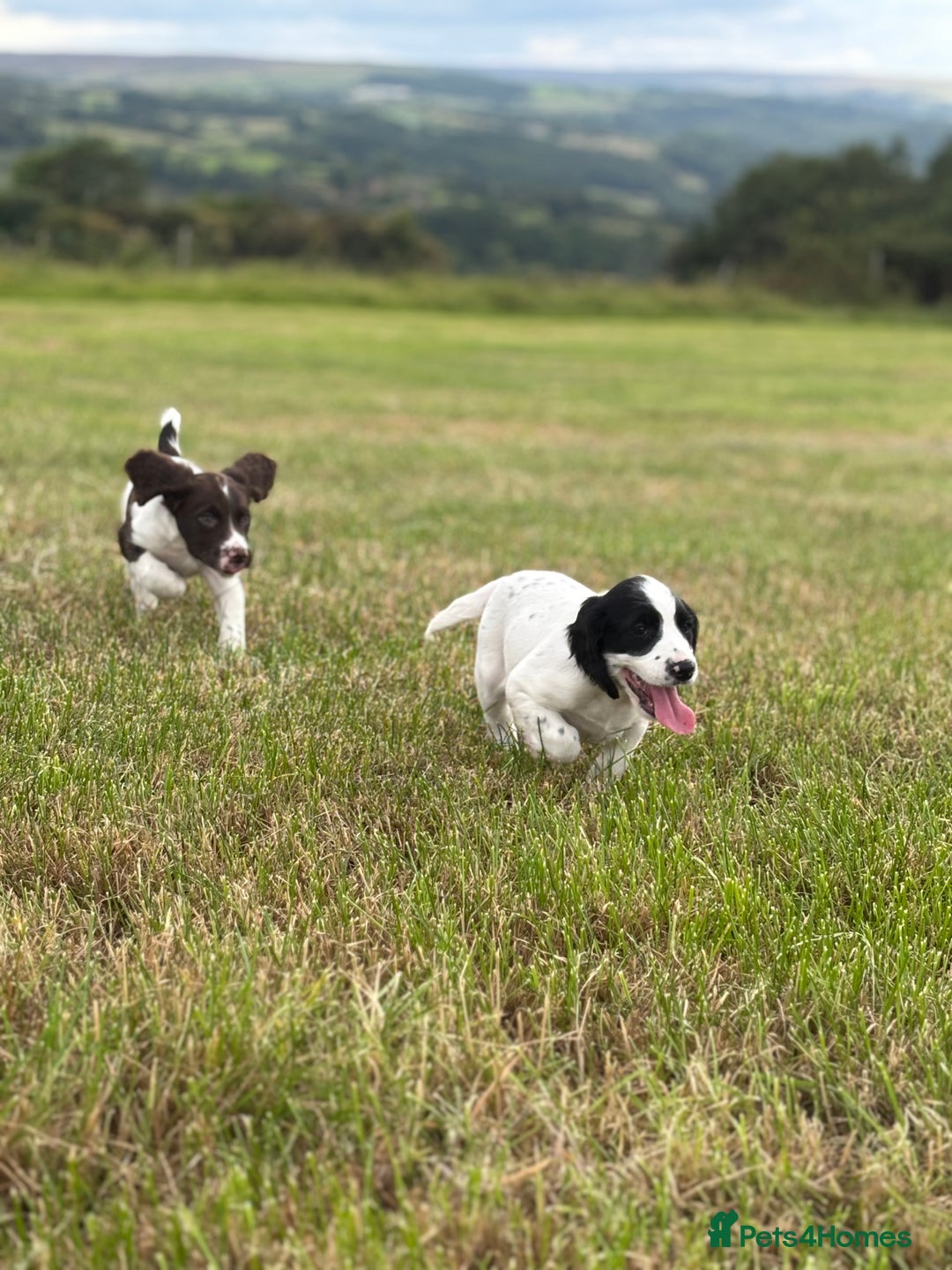 English Springer Spaniel dogs for sale: Stunning DNA Clear KC Springer Spaniel Puppies  - Image 10